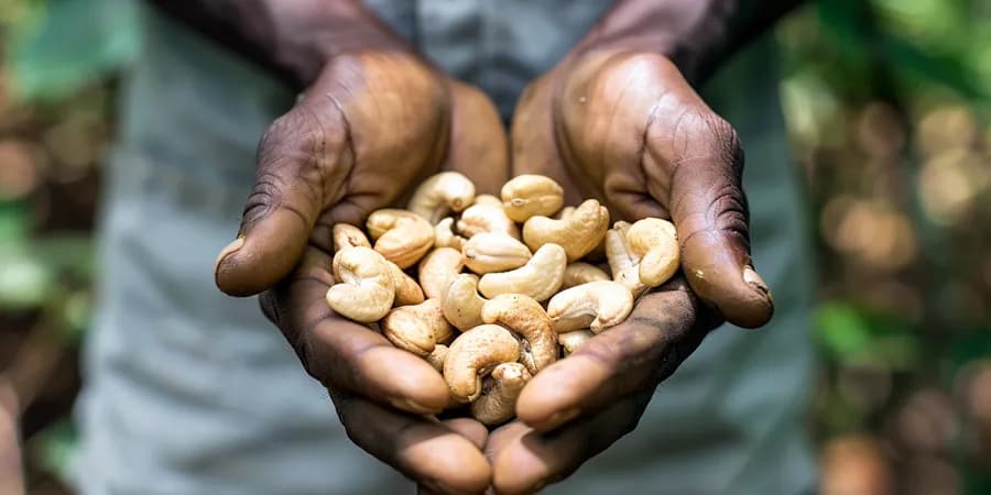 Afro Nuts cashew processing facility